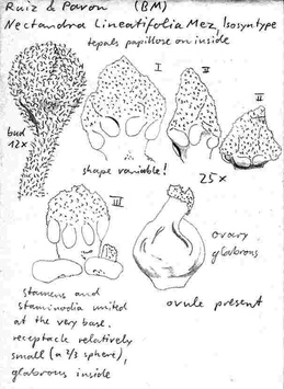 Vorschaubild Nectandra lineatifolia (Ruiz & Pav.) Mez